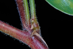Stem