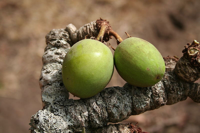 Immature-fruits-of-Shea-butter-plant