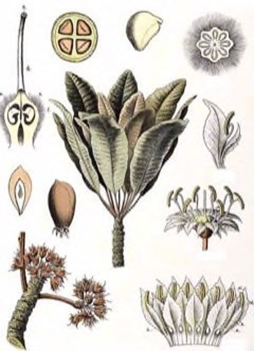 Plant-illustration-of-Shea-butter