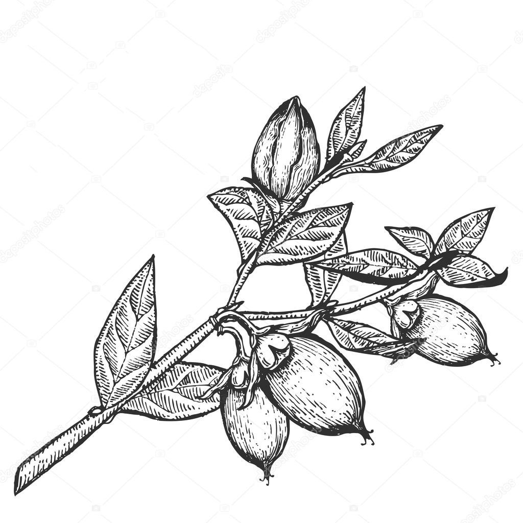 Sketch-of-Shea-butter-plant