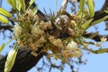Flowers-of-Shea-butter-plant