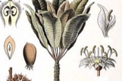 Plant-illustration-of-Shea-butter