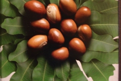 Seeds-of-Shea-butter-plant