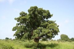 Shea-butter-Plant