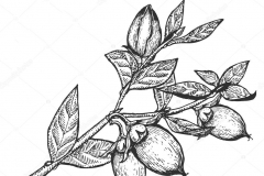 Sketch-of-Shea-butter-plant