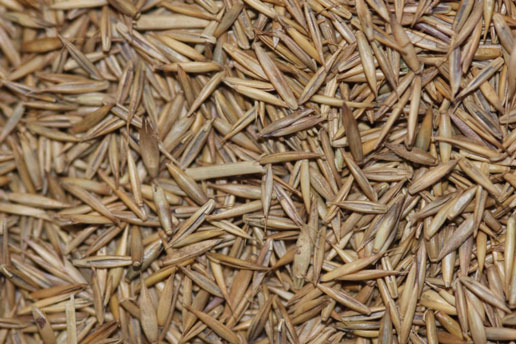Seeds-of-Sheep-fescue