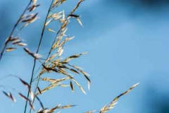 Flower-spike-of-sheep-fescue