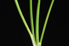 Leaf-blade-of-Sheep-fescue