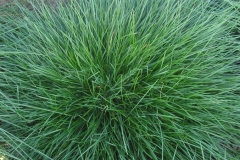 Leaves-of-Sheep-fescue