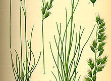 Plant-Illustration-of-Sheep-fescue