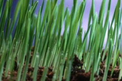 Saplings-of-Sheep-fescue