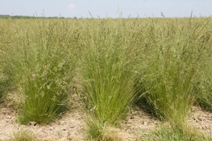 Sheep-fescue-growing-wild