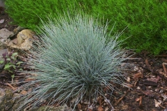 Sheep-fescue-plant