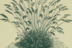 Sketch-of-Sheep-fescue