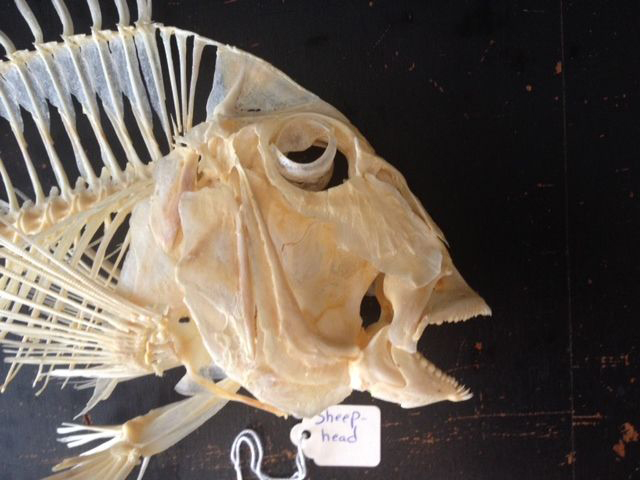 Skull-of-Sheepshead-fish