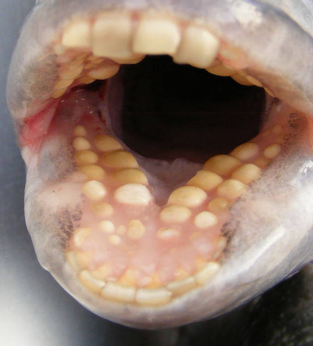 Teeth-of-Sheepshead-fish