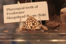 Pharyngeal-Teeth-of-Sheepshead-Fish