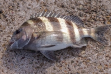 Sheepshead-fish-1