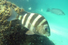 Sheepshead-fish-2