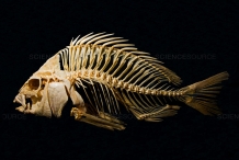 Sheepshead-fish-skeleton