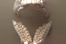 Sheepshead-fish