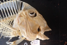Skull-of-Sheepshead-fish