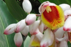 Closer-view-of-flower-of-Shell-Ginger