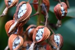 Dried-Shell-Ginger-showing-seeds