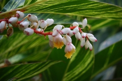 Flowers-of-Shell-Ginger