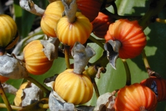 Fruit-of-Shell-Ginger