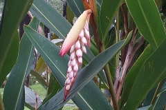 Inflorescence-of-Shell-Ginger