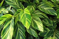 Leaves-of-Shell-Ginger