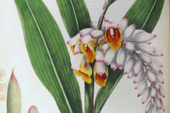 Plant-Illustration-of-Shell-Ginger