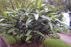 Shell-Ginger-plant