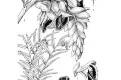 Sketch-of-Shell-Ginger