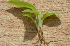 Small-Shell-Ginger-plant