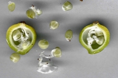 Unripe-Shell-Ginger-showing-seeds