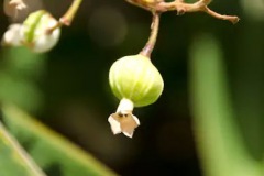 Unripe-Shell-ginger