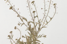 Dried-Shepherd's-purse-plant