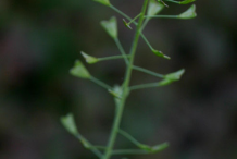 Fruit-and-flower-of-Shepherd's-purse-plant