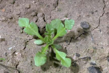 Recently planted Shepherd's purse Plant