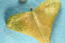 Ripe-fruit-and-seeds-of-Shepherd's-purse-plant