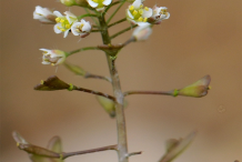 Shepherd's-purse-Flower