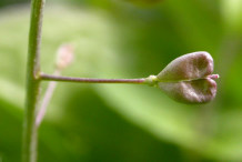 Shepherd's-purse-fruit-on-the-plant