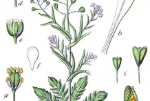 Shepherd's-purse-plant-Illustration