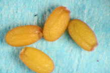 Shepherd's-purse-seed