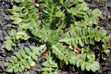 Small-Shepherd's-purse-plant