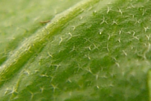 Star-shaped-hairs-on-the-leaf-of-Shepherd's-purse