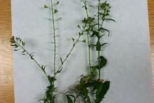 Whole-Shepherd's-purse-plant