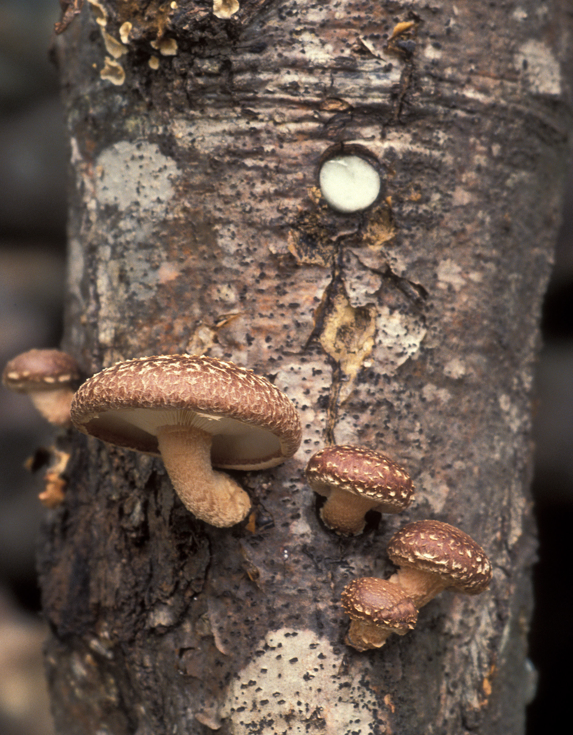 Shiitake-mushroom